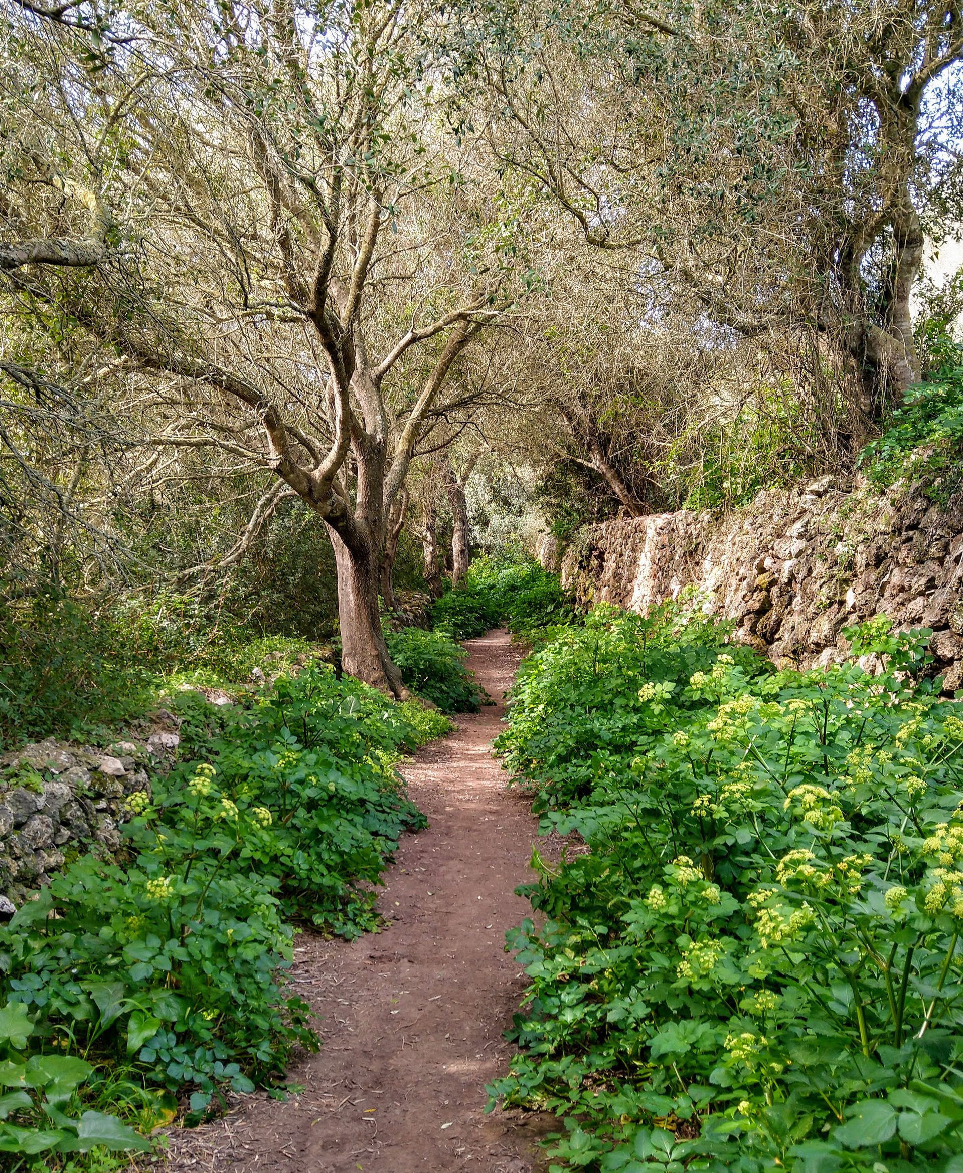 bosque-camino-algendar