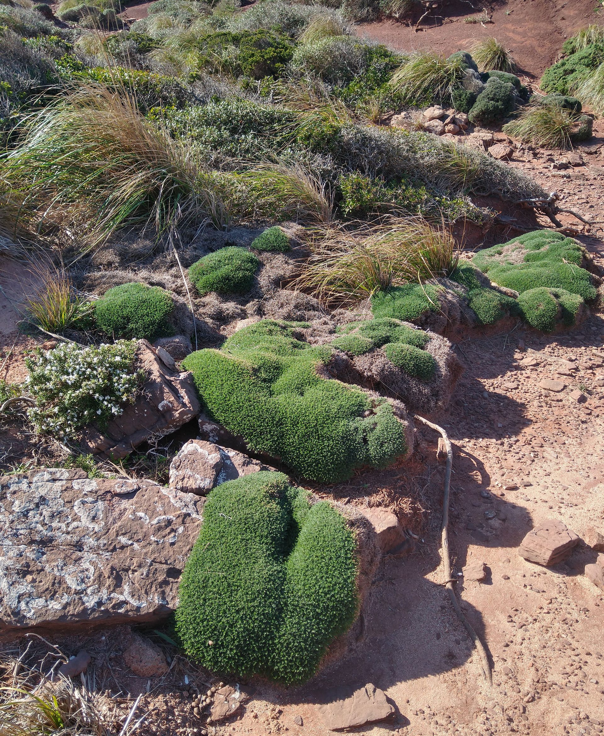 fauna-flora-menorca-norte